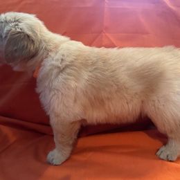 Golden Retriever Puppies from Chevaline Goldens