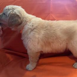 Golden Retriever Puppies from Chevaline Goldens