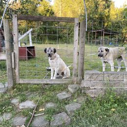 Anatolian Shepherd Dog and Kangal All Grown Up from Hidden Meadow Ranch