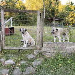 Anatolian Shepherd Dog and Kangal All Grown Up from Hidden Meadow Ranch
