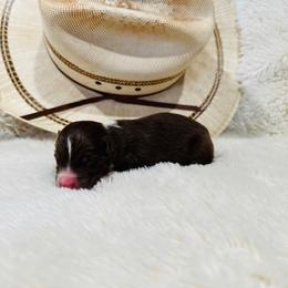 'Apollo' - Red tri-color male Australian Shepherd puppy in Durand, Wisconsin from Larson’s Legacy Aussome Aussie Kennels