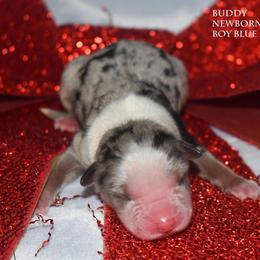 Buddy - Blue merle male Miniature Australian Shepherd puppy in Patterson, North Carolina from DreamLine Aussies