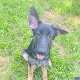 Green collar - Black and tan female German Shepherd puppy in Vernon, Connecticut from Bartlett's German Shepherds