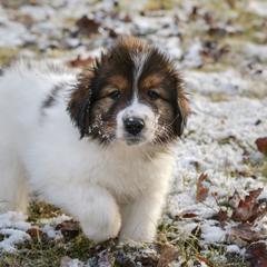 Maple od Dinare - White female Tornjak puppy in Raleigh, North Carolina from Tornjak Kennel "Od Dinare"