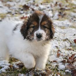 Maple od Dinare - White female Tornjak puppy in Raleigh, North Carolina from Tornjak Kennel "Od Dinare"
