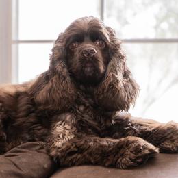 Cocker Spaniel All Grown Up from Once Upon a Time Cockers