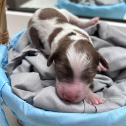 Merle boy 3 - Merle male Double Doodle puppy in Yoakum, Texas from The Scott’s Dood Ranch