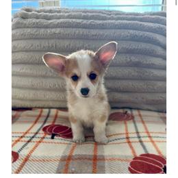 Magnolia - Red female Pembroke Welsh Corgi puppy in Urbana, Ohio from Edgewood Farm and Kennel