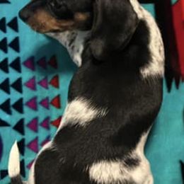 Dachshunds from Rockin D farms