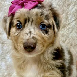 Opal - Red merle female Australian Shepherd puppy in Az, Yuma, Arizona from The Southern Dog