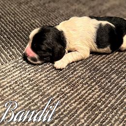 Bandit - Black and white male Cocker Spaniel puppy in Clinton, Oklahoma from Enchanted Spaniels