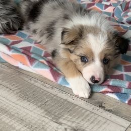 Yellow girl - Border Collie puppy in Jonesboro, Arkansas from Hampton Border Collies