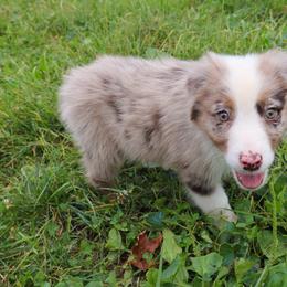 Tarvos - Red merle male Australian Shepherd puppy in Noblesville, Indiana from Saturn’s Rising Collies & Aussies