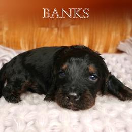 Banks - Phantom male Bernedoodle puppy in Bowling Green, Ohio from Windy Creek Doodles