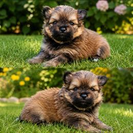 Sprout - Orange sable male Pomeranian puppy in Buck Valley, Pennsylvania from Buck Valley Pomeranians