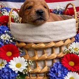 Girl 1 - Dark golden female Golden Retriever puppy in Angier, North Carolina from Howard's Retrievers