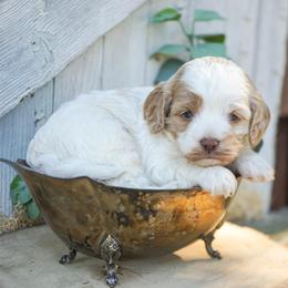 Biscuit - Red and white male Cockapoo puppy in Seattle, Washington from Sweet Home Doodles