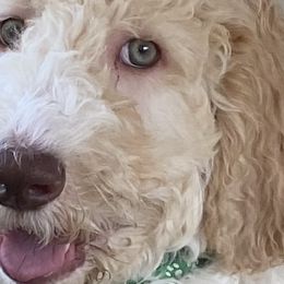 Dark Green - Male - Fawn and white Sheepadoodle puppy in Hollywood, South Carolina from Pam’s Sheepadoodle’s