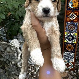 Girl 2 lavender collar - Apricot female Goldendoodle puppy in Schertz, Texas from Kat's Teddydoodles