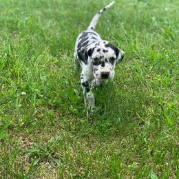 Great Danes from Borealis Danes