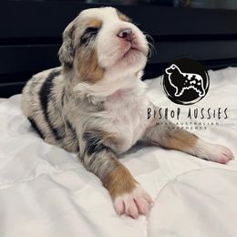 Miniature Australian Shepherd Puppies from Bishop Aussies