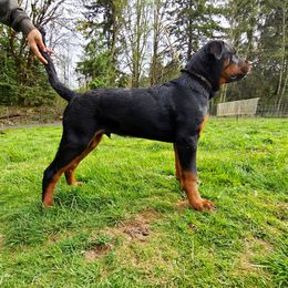 Rottweiler Puppies from Titanenheim Rottweilers