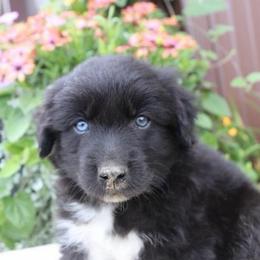 Tucker - Black & white male Australian Shepherd puppy in Hillsboro, Ohio from Sugar Grove Farms