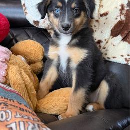 Seashell - Black tri female Miniature Australian Shepherd puppy in Licking, Missouri from Burnett Aussies