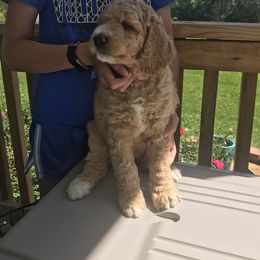 Goldendoodle and Poodle Puppies from Garden of Weedin