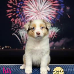 Iris - Red merle female Australian Shepherd puppy in Falmouth, Kentucky from Queen City Farm