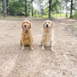 Golden Retriever All Grown Up from Magnolia Farm