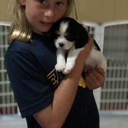 Cavalier King Charles Spaniel Puppies from Chestnut Ridge Cavaliers