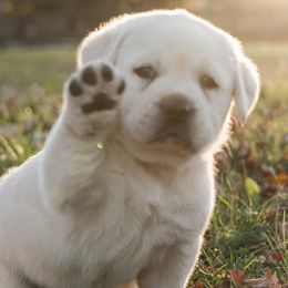 Labrador Retriever Puppies from Polar Bear Farms