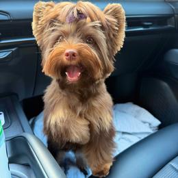 BREW - Yorkshire Terrier