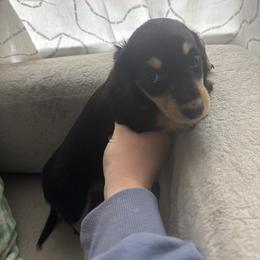 Mini - Black and cream female Dachshund puppy in Chehalis, Washington from Kelsie Delavergne