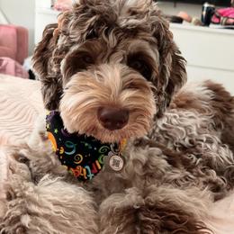 Aussiedoodle and Bernedoodle Puppies from Little Golden Farm