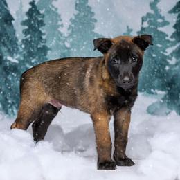 Falmer - Mahogany male Belgian Malinois puppy in Sanger, Texas from Faubion Malinois
