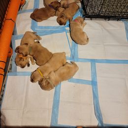 Golden Retriever Puppies from JK Goldens