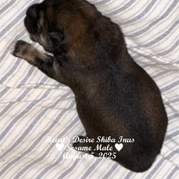 Sesame male - Sesame male Shiba Inu puppy in Derby, Kansas from Heart’s Desire Shiba Inus