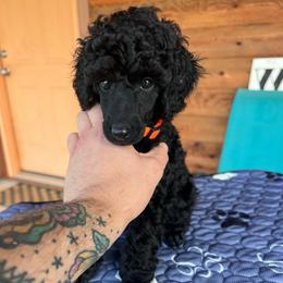Boy 1 - Black male Poodle puppy in Chandler, Oklahoma from Nipigon Miniature Poodles