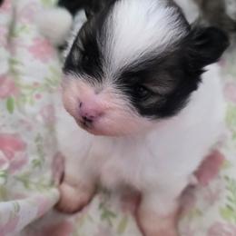 Adkpom Willow AKC Orange Sable Parti 3500 - Orange parti female Pomeranian puppy in Gloversville, New York from ADKPOM Adirondack Pomeranians
