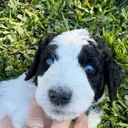 Snoopy - Black and white male Aussiedoodle puppy in Waelder, Texas from Aussiedoodles of Austin