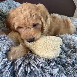 Goldendoodle and Poodle Puppies from Bracha Poodles & Doodles