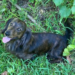 Dachshunds from Rising Sun Farm and Ranch