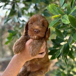 Fauna - Caramel red female Australian Labradoodle puppy in Riverside, California from Sycamore Canyon Labradoodle