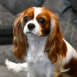 Lucy - Cavalier King Charles Spaniel