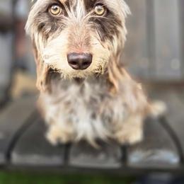 Sage - Dachshund