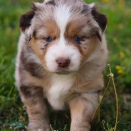 Dawn  red merle female with blue eyes - Red merle female Australian Shepherd puppy in Cookeville, Tennessee from Spring Creek Aussies