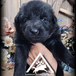 Jett - Black seal female German Shepherd puppy in Sequim, Washington from German Shepherd Haus