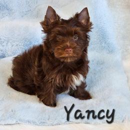 Yancy - Liver male Yorkshire Terrier puppy in Adair, Oklahoma from Phillippe's Puppy Paws